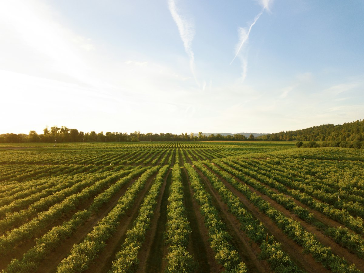 Vista aérea de lavoura — referência de mapeamento agrícola